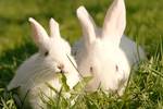 Технология выращивания кроликов на пух