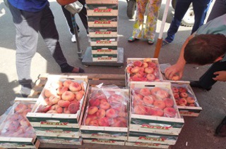 В Пятигорске уничтожили почти 100 кг санкционных персиков