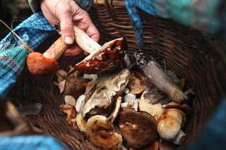 На Ставрополье будут судить пенсионера за отравление несовершеннолетней грибами