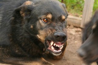 На Ставрополье участились случаи нападений собак на детей
