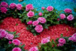 В Самаре пройдет фестиваль цветов