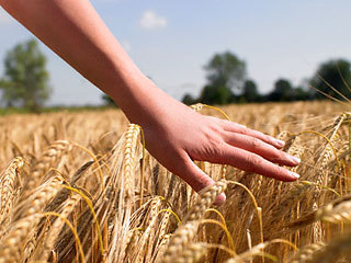 В России вводится ограничительная пошлина на вывоз пшеницы