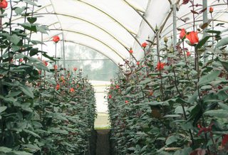 В Лермонтове построят питомник на 9 миллионов роз