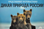 Новости: Фотовыставка "Дикая природа России"