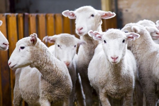 На Ставрополье реализуют крупный инвестпроект по овцеводству
