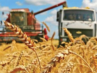 Аграрии Ставрополья собрали рекордный за всю историю урожай зерновых