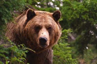 В Кисловодске в лесу у горбольницы видели медведя