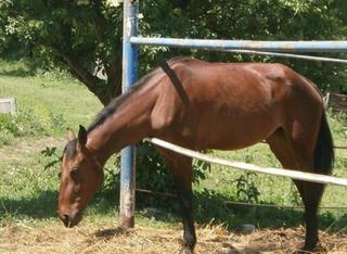 Из конного клуба в Ессентуках пропали пять лошадей для иппотерапии