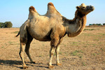 Новости: Выращивание верблюдов