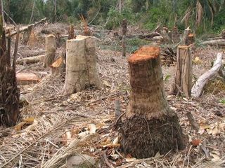 В Пятигорске вырубают еще одну лесополосу