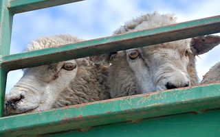 На Ставрополье с пастбища украли стадо овец