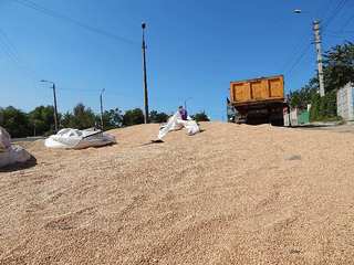 На Ставрополье перевернулся КамАЗ с несколькими тоннами зерна