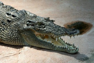 В пятигорский зоопарк приехал крокодил Гена