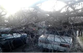 В центре Пятигорска огромное дерево из-за сильного ветра рухнуло на машины