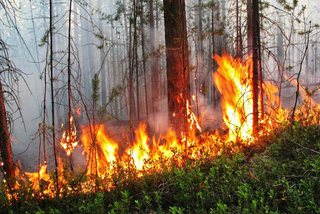 Жителей Ставрополья предупредили о наказании за поджог леса