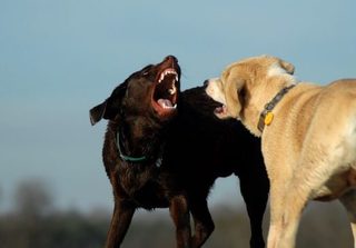 В Прасковее агрессивный пес загрыз собаку и напал на пенсионерку