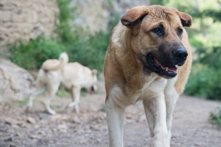 В Андроповском округе Ставрополья опровергли информацию о проведении собачьих боев