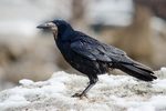 Новости: Массовая гибель птиц