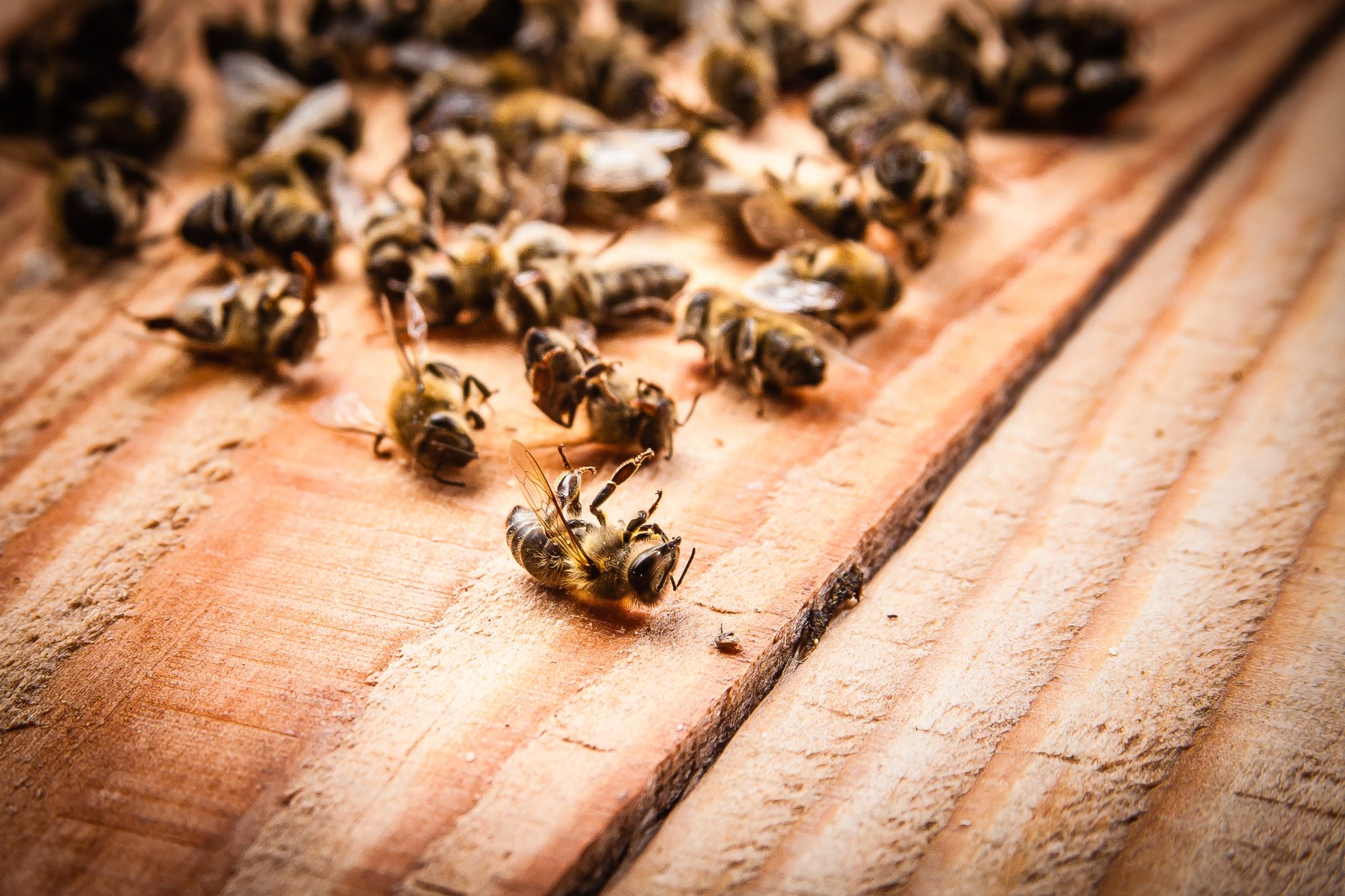 Пчелы гибнут. Пчелиный подмор фото. Массовая гибель пчел. Мертвая пчела.