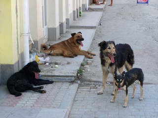 Администрация Ессентуков проверяет информацию об отстреле бродячих собак