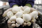Новости: Производители грибов