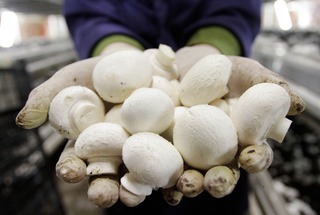 Ставропольских производителей грибов освободят от налога на прибыль