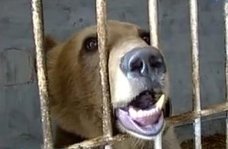 В Георгиевске погибли несколько животных цирка, приехавшего в город на гастроли