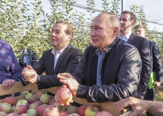 Путин и Медведев побывали в яблоневых садах Ставрополья