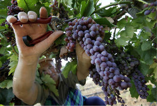 На Ставрополье заложили новые виноградники