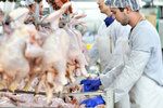 Новости: Производство мяса птицы