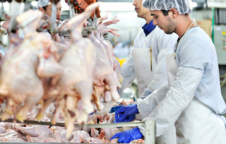 Ставрополье в 6 раз увеличило производство мяса птицы