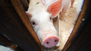 На Ставрополье владельцам изъятых из-за АЧС свиней выплатят компенсацию