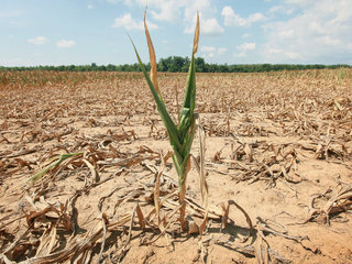В восточных районах Ставрополья часть урожая погибла от засухи