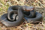 Новости: Ядовитая змея
