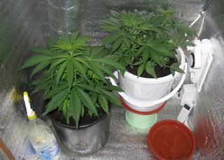 выращивал на балконе марихуану
