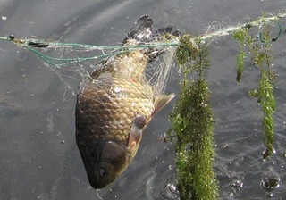 Незаконная рыбалка довела до уголовного дела
