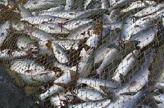 Житель Ставрополья самовольно выловил более 120 кг рыбы из частного озера