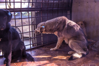 В Пятигорске бездомных собак выпустили из приюта на волю