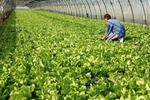 Новости: Производство салатов