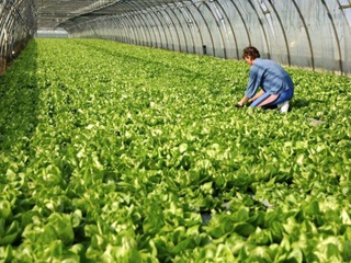 Производитель салатов "Белая дача" готовится запустить тепличный комбинат в Кисловодске