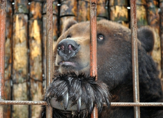Измученную медведицу из санатория в Ессентуках передали пятигорскому зоопарку