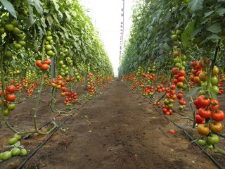 Производство тепличных овощей на Ставрополье выросло почти на треть