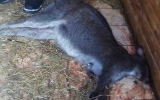 Пятигорский зоопарк проверят после публикаций о гибели детеныша кенгуру