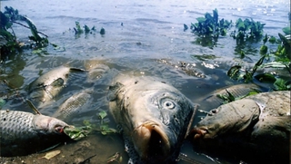 На Ставрополье в реке Кума массово гибнет рыба