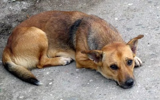 В Железноводске ищут живодеров, отстреливающих бездомных собак