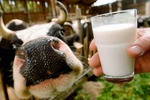 Новости: Молочное животноводство