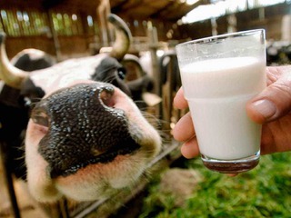Молочное производство на Ставрополье получило дополнительную поддержку