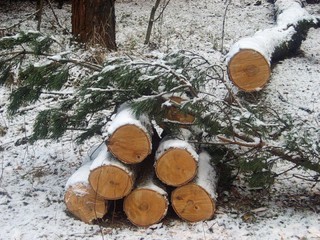В Ставрополе пресечена очередная попытка вырубки "Русского леса"