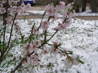 Заморозки на Ставрополье могут погубить будущий урожай фруктовых деревьев