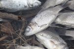 Новости: Массовая гибель рыбы